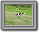 2005_0923roughtor0001