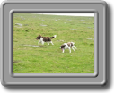 2005_0923roughtor0010