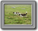 2005_0923roughtor0013